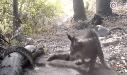 山猫无名爆料视频,幕后真相大起底