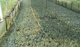 爆料牛蛙养殖技术视频大全,技术视频大全深度解析